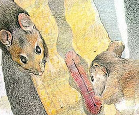 The Tailor of Gloucester